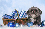 lying Shih Tzu