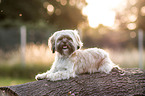 lying Shih Tzu