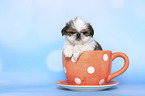 Shih Tzu Puppy in a cup