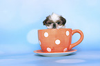 Shih Tzu Puppy in a cup