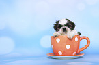 Shih Tzu Puppy in a cup