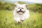 running Shih Tzu