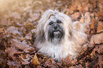 Shih Tzu in autumn leaves