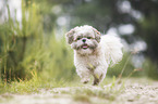 running Shih Tzu