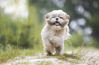 running Shih Tzu