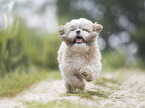 running Shih Tzu