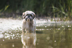 Shih Tzu in the water