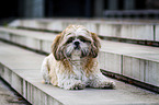 lying Shih Tzu