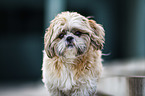 Shih Tzu Portrait