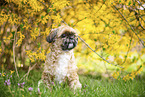 Shih Tzu in front of Forsythia