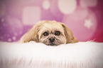 Shih Tzu in studio