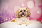 Shih Tzu in studio