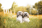 2 Shih Tzu