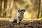 female Shih Tzu