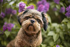 shorn Shih Tzu