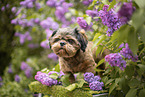 shorn Shih Tzu