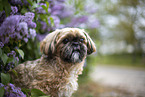 male Shih Tzu