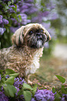 male Shih Tzu