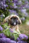 male Shih Tzu