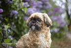 male Shih Tzu