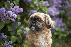 male Shih Tzu