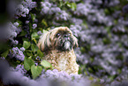 male Shih Tzu