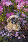 male Shih Tzu