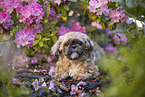 male Shih Tzu