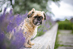 male Shih Tzu