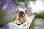 male Shih Tzu