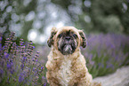 male Shih Tzu