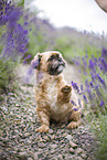 male Shih Tzu