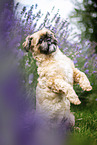 male Shih Tzu