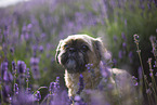 male Shih Tzu