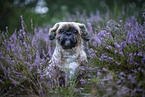 male Shih Tzu