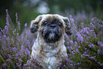 male Shih Tzu