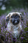 male Shih Tzu