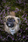 male Shih Tzu