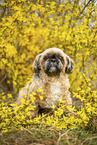 male Shih Tzu