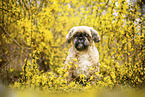 male Shih Tzu