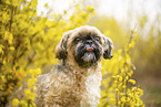 male Shih Tzu