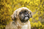 male Shih Tzu