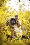 male Shih Tzu