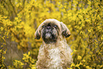 male Shih Tzu