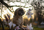 male Shih Tzu