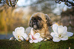 male Shih Tzu