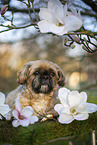 male Shih Tzu