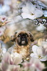 male Shih Tzu