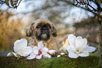 male Shih Tzu