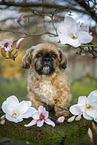 male Shih Tzu